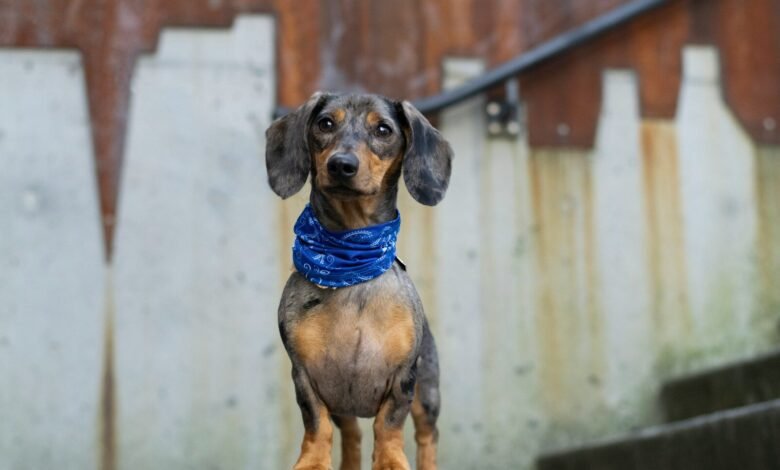black and brown short coated dog
