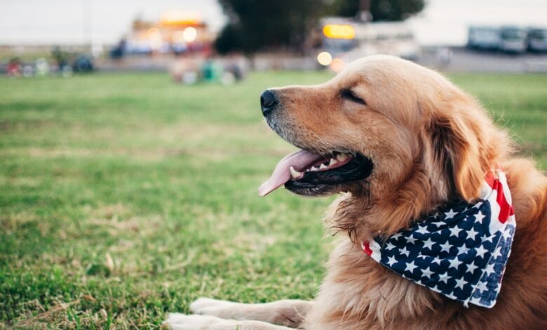 adult brown Golden retriever with Star & Stripes scarf lying on green grass