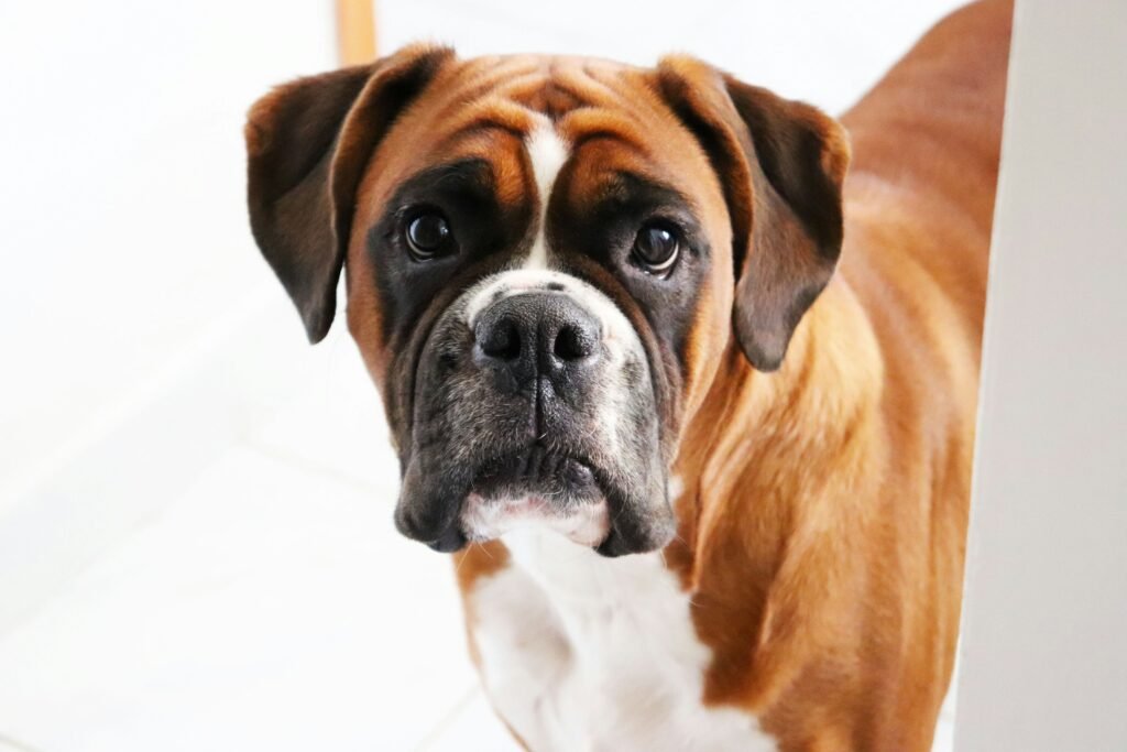 Boxers and Buddies Adoption Event Reno