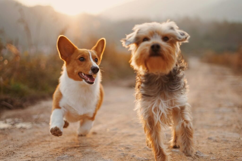 Give a Big Dog a Second Chance – BISSELL Empty the Shelters Event