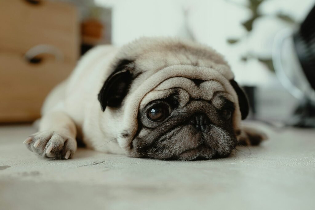 Reno Pet Show & Pug Parade