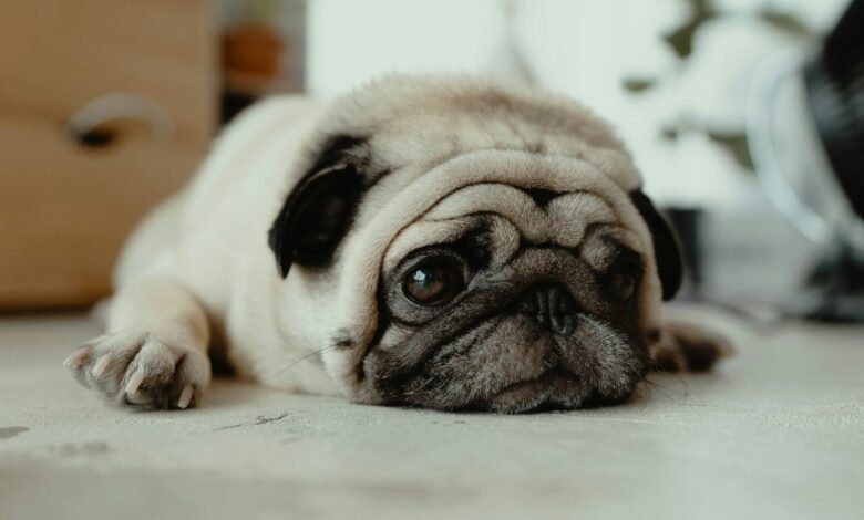 fawn pug puppy laying on ground