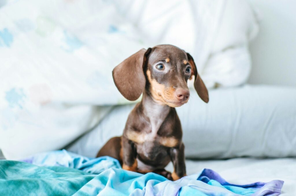 Long Dog Breed Meetup