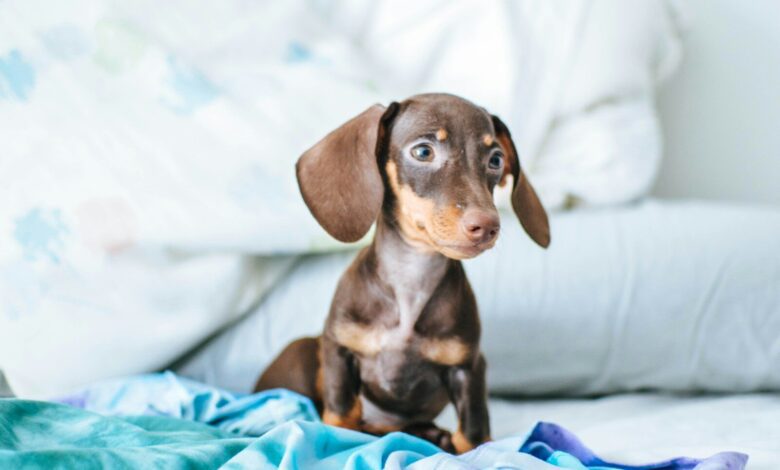 brown and white short coated dog on white textile