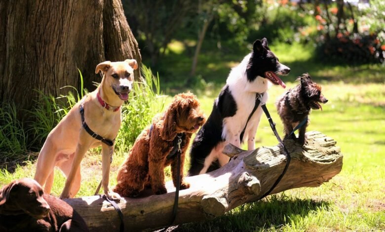 shallow focus photo of dogs on tree log