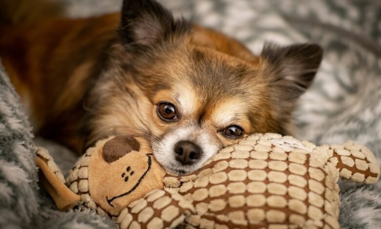 close up photo of brown short coated dog laying on plush toy