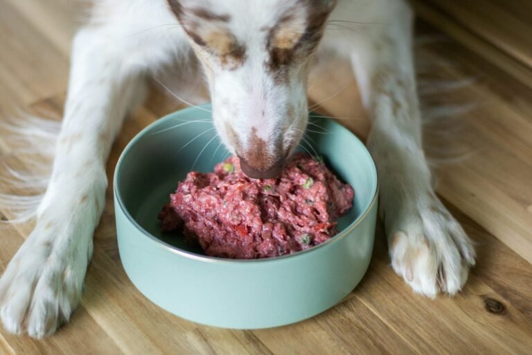 Dog happily eats raw food from a bowl