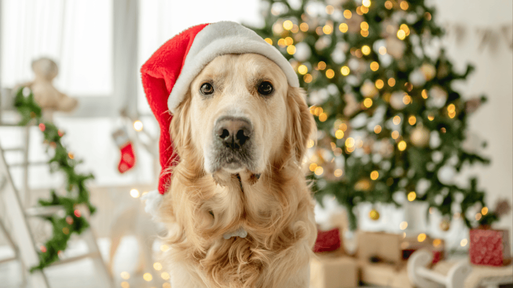 Hope For The Holidays