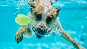 Back to School Soggy Doggy Swim Party