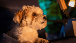 Small Dog Meet-Up