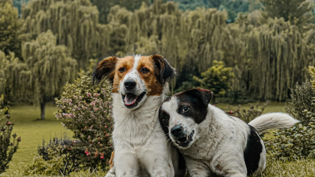 Large Breed Dog Meetup