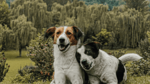 Large Breed Dog Meetup