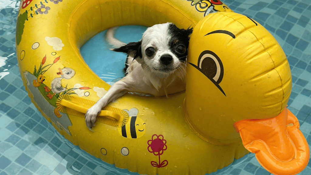 Dog Daze of Summer