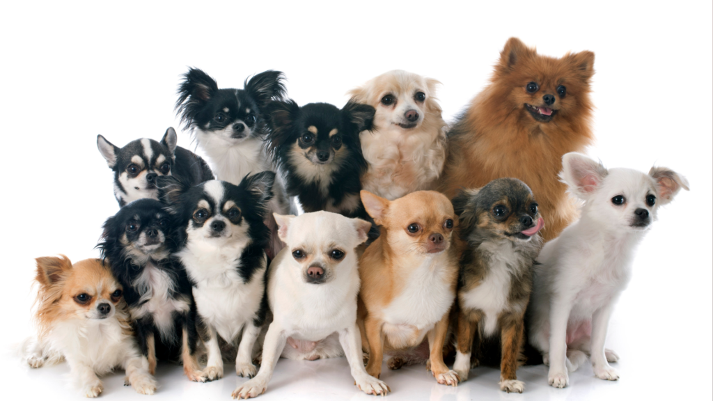 National Hug Your Hound Adoption Event