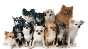 National Hug Your Hound Adoption Event