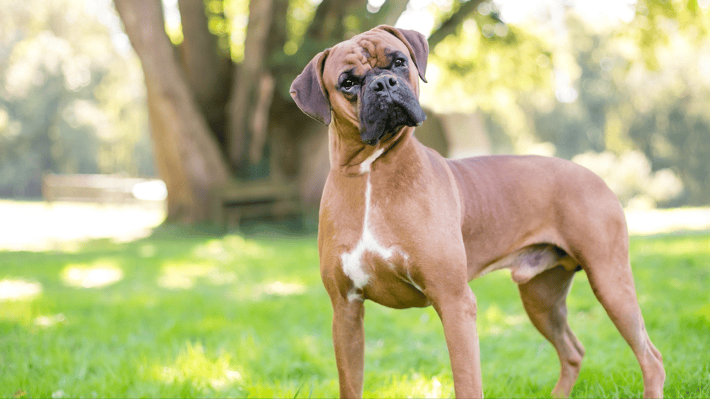 Boxers and Buddies Dog Adoption Event