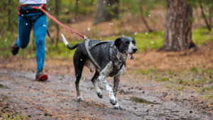 Carson Valley Trails Run the Valley 2K, 5K & 10K