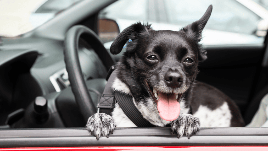Fee-Waived Subaru Adoption Event