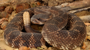 Check the Chip Day in Fernley & Rattlesnake Avoidance Class