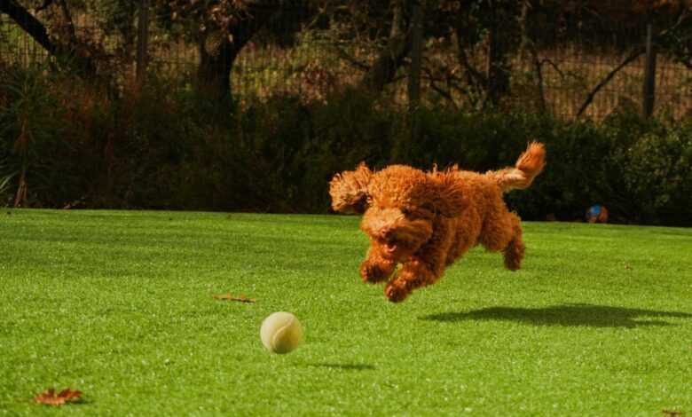 brown curly haired dog on green grass field