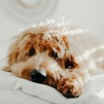 dog laying on bed