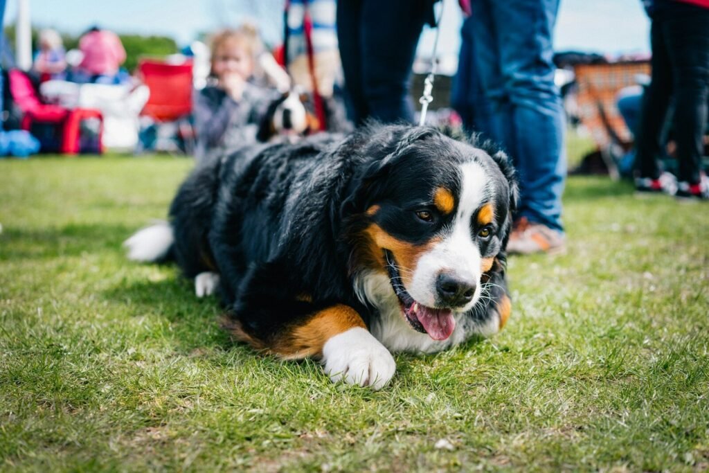 Pahrump Valley Obedience Club of Nevada