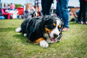 Pahrump Valley Obedience Club of Nevada