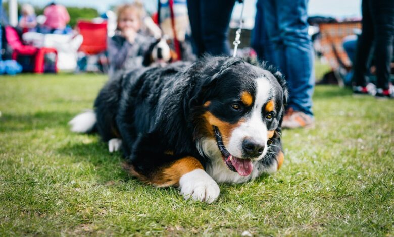 tricolor bernese mountain dog puppy on green grass field during daytime