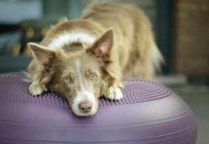 Puppies & Pilates Fundraiser