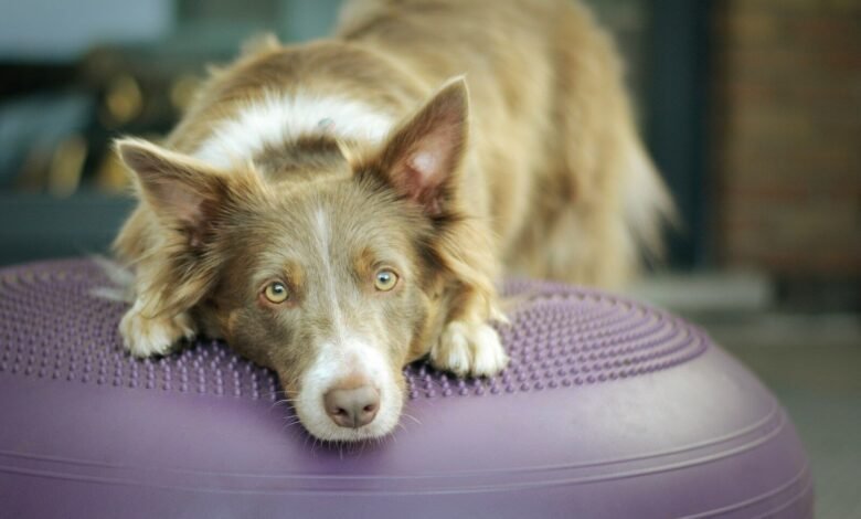 brown and white border collie mix