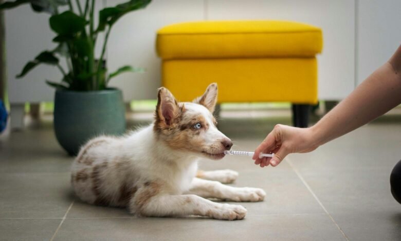 a dog laying on the floor with a person holding a stick