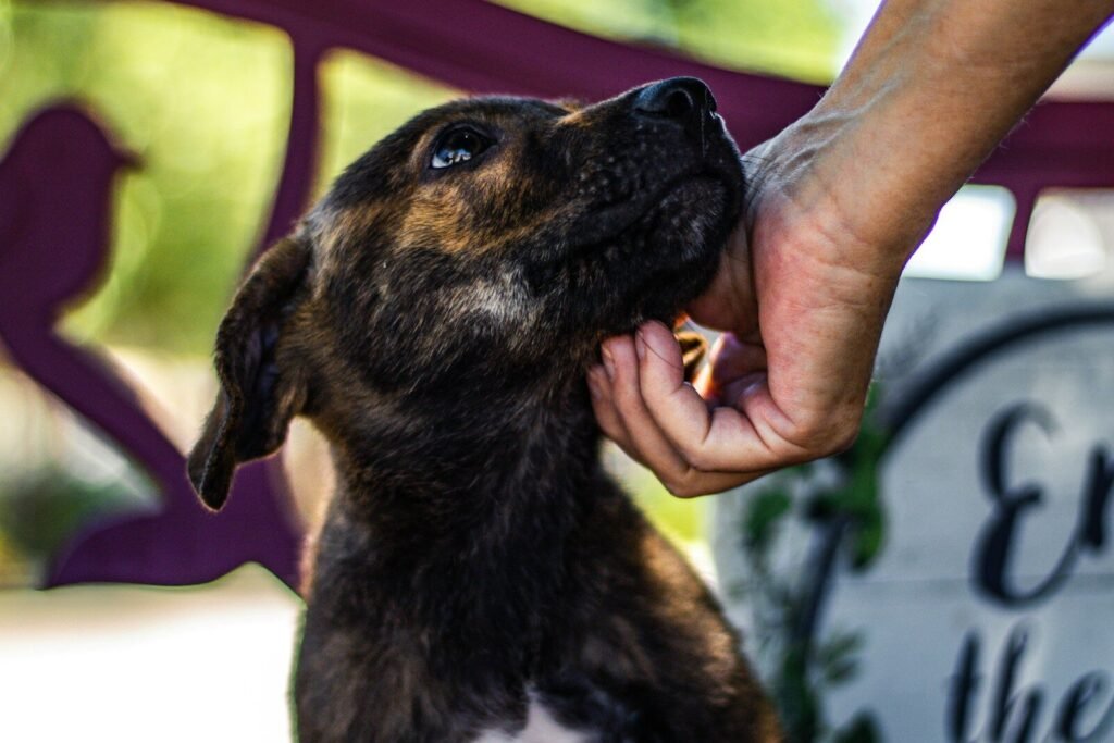 Nevada Humane Society Hiring Fair
