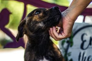 Nevada Humane Society Hiring Fair