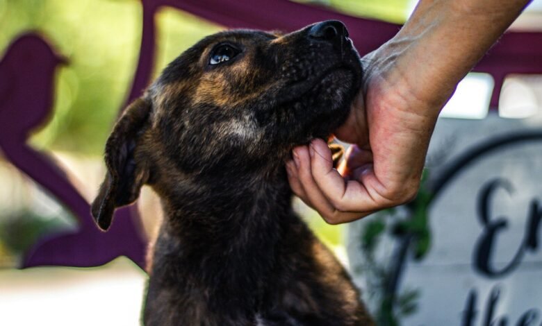 person holding brown and white short coated dog
