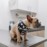 white french bulldog wearing blue and white polka dot shirt