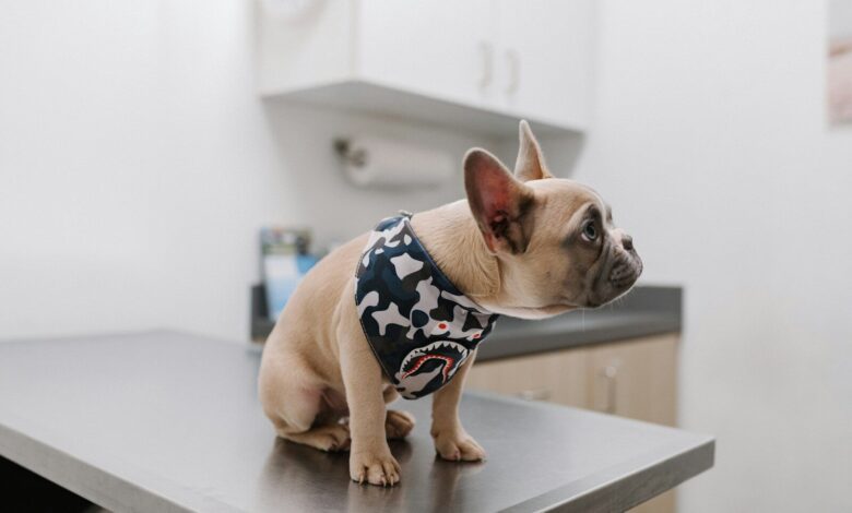 white french bulldog wearing blue and white polka dot shirt