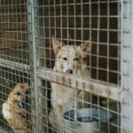 two short-coated brown and white dog on the cage