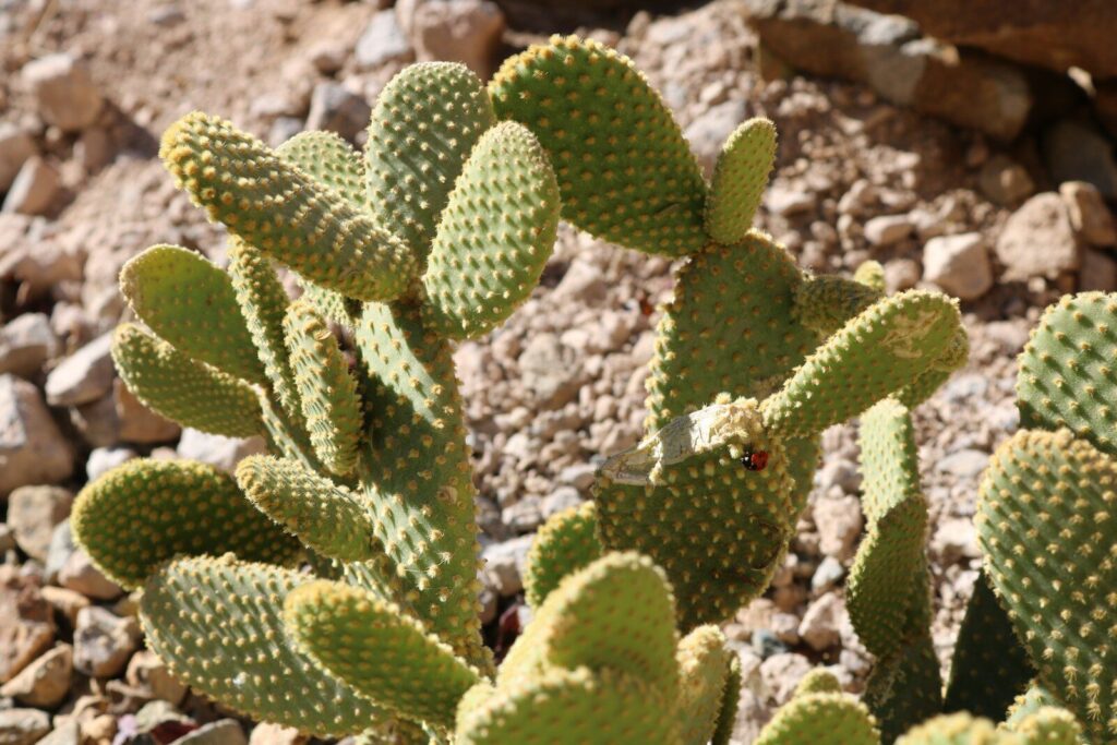 a cactus with a bug on it in a rocky area