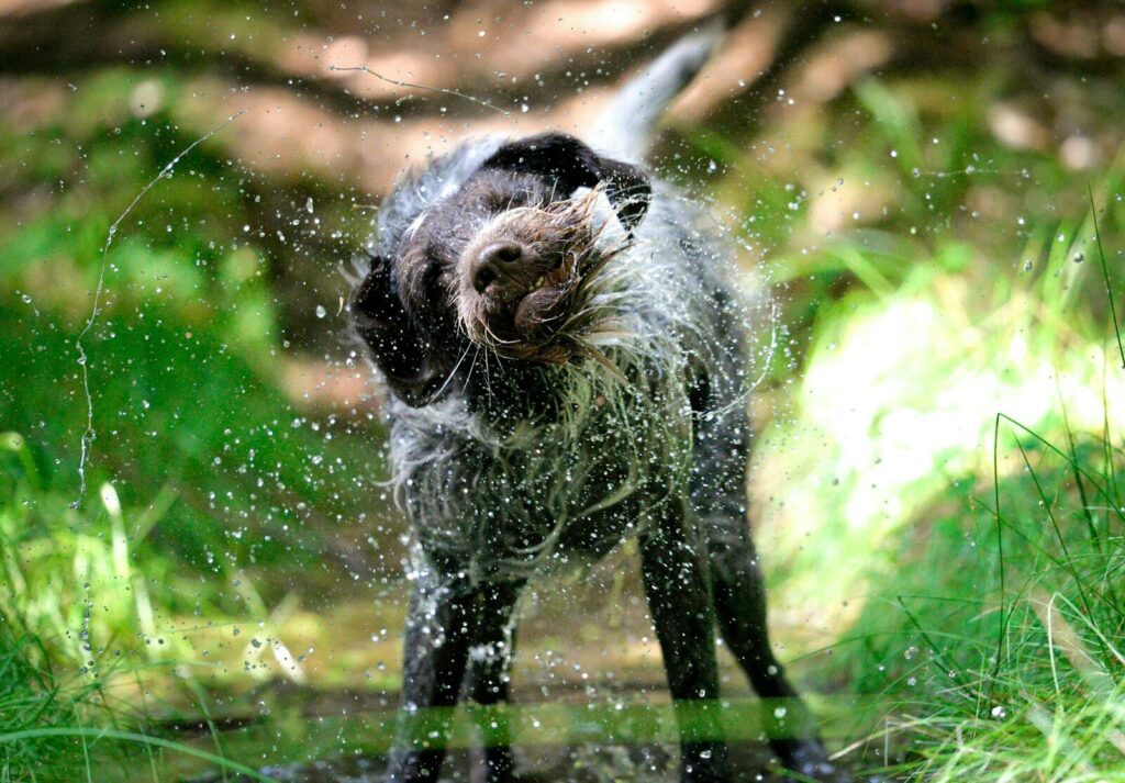 Bark & Splash Bash