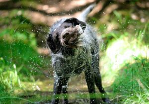 Bark & Splash Bash