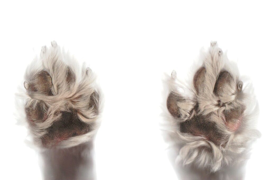 Personalized Paw Print Event