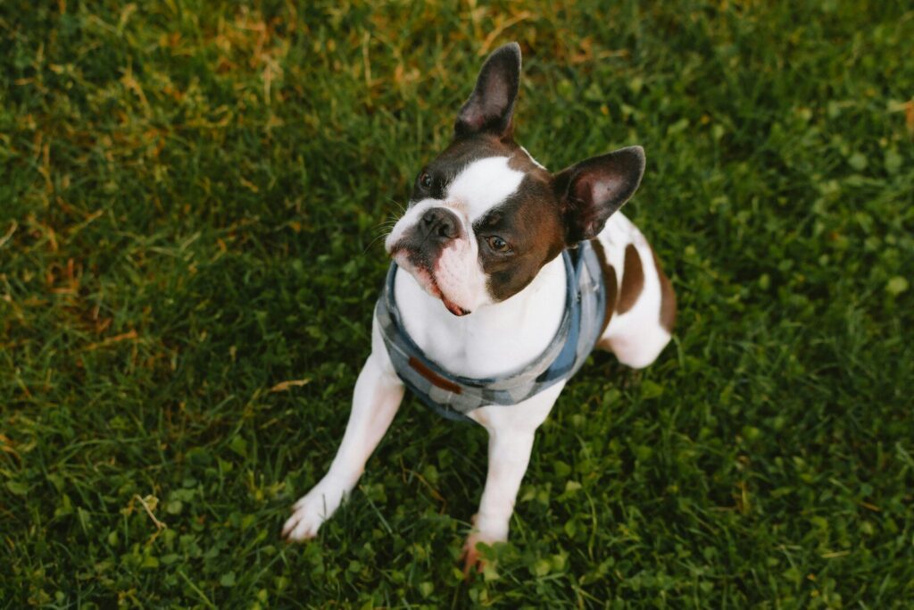 Certified Used Pets Event