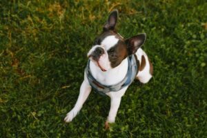 Certified Used Pets Event