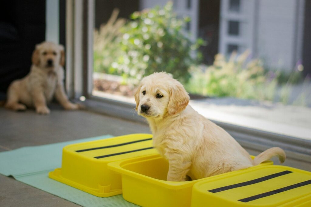Dog Behavior & Enrichment Workshop