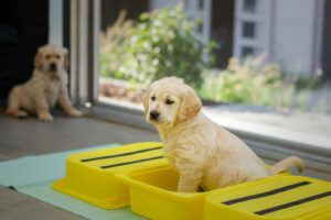 Dog Behavior & Enrichment Workshop