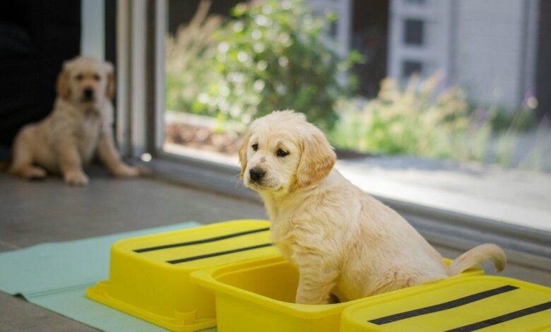 yellow labrador retriever puppy in yellow plastic container