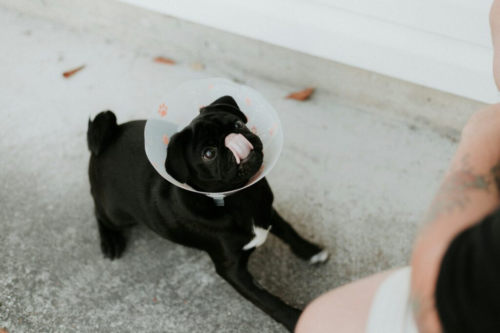 Free Spay & Neuter Clinic N. Nevada