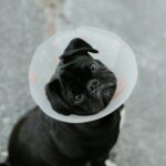 a small black dog wearing a plastic cone on its head