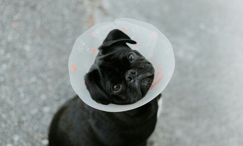 a small black dog wearing a plastic cone on its head