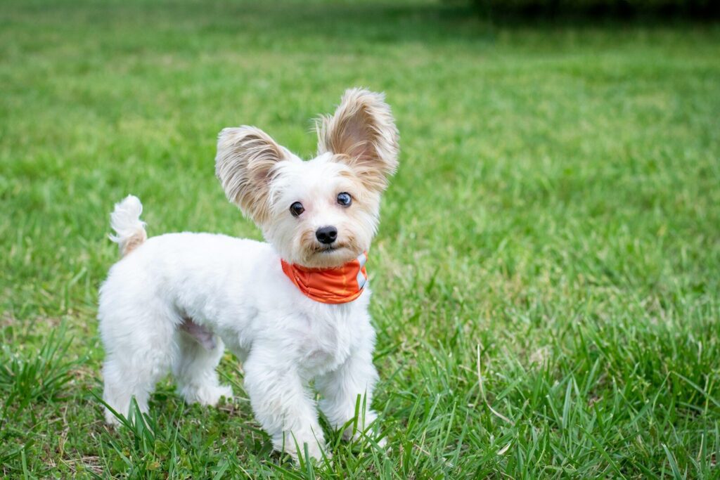 Paws In Charge Adoption Event